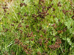 Juncus sonderianus (Juncus sonderianus)