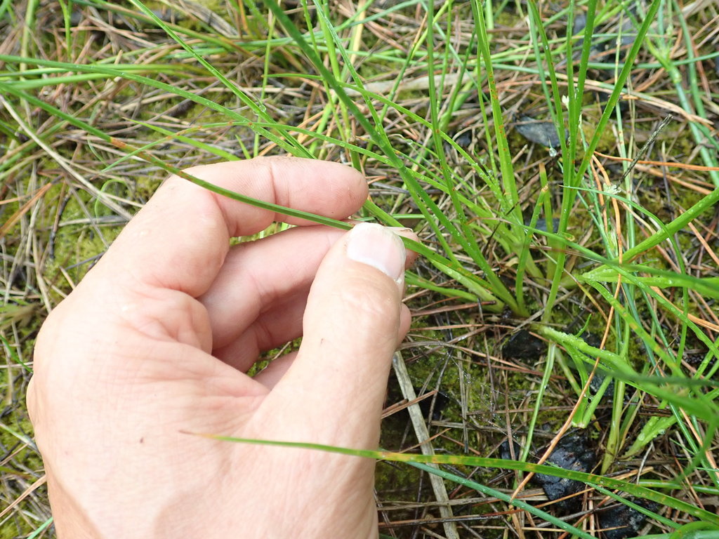 Juncus sonderianus (Juncus sonderianus)