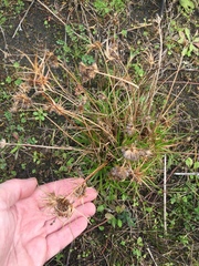 Juncus sonderianus (Juncus sonderianus)
