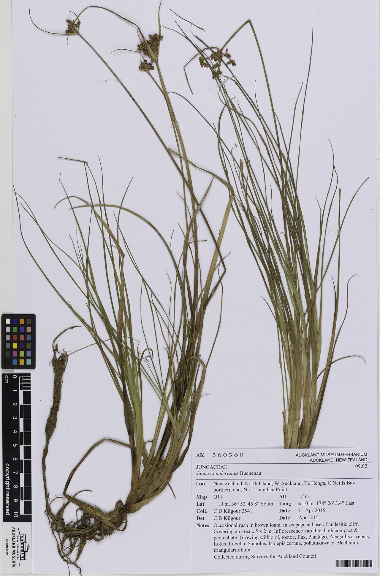 Juncus sonderianus (Juncus sonderianus)