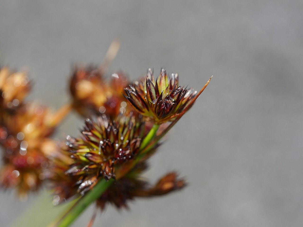 Juncus sonderianus: Garden Route Rush ( Juncus sonderianus ) in New Zealand
