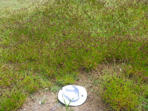 Juncus sonderianus (Juncus sonderianus)