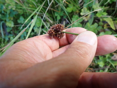 Juncus sonderianus (Juncus sonderianus)