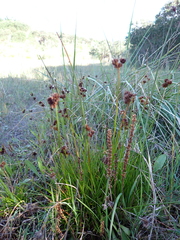 Juncus sonderianus (Juncus sonderianus)