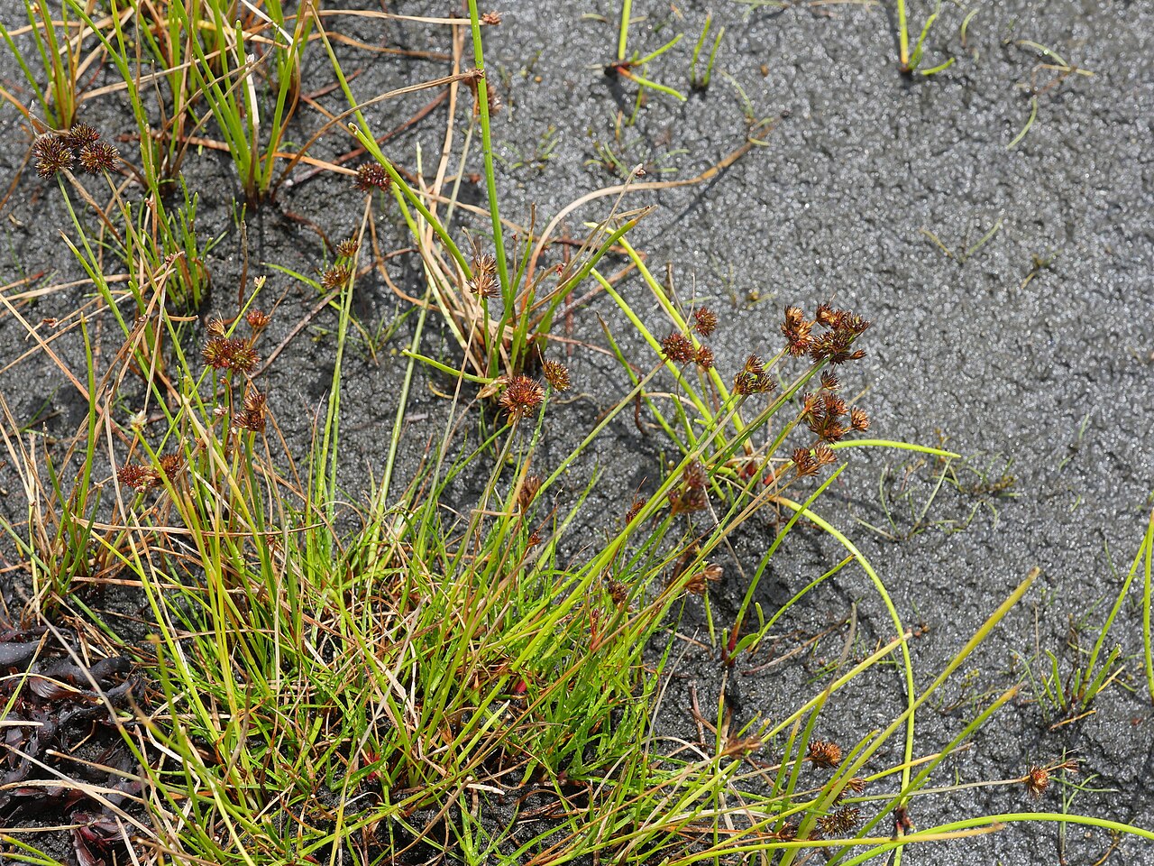 Juncus sonderianus: Garden Route Rush ( Juncus sonderianus ) in New Zealand