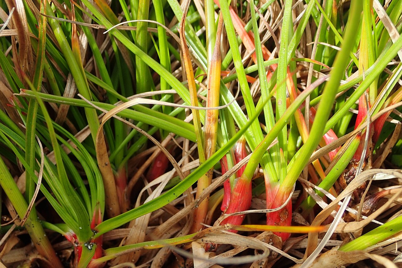 Juncus sonderianus: Garden Route Rush ( Juncus sonderianus ) in New Zealand