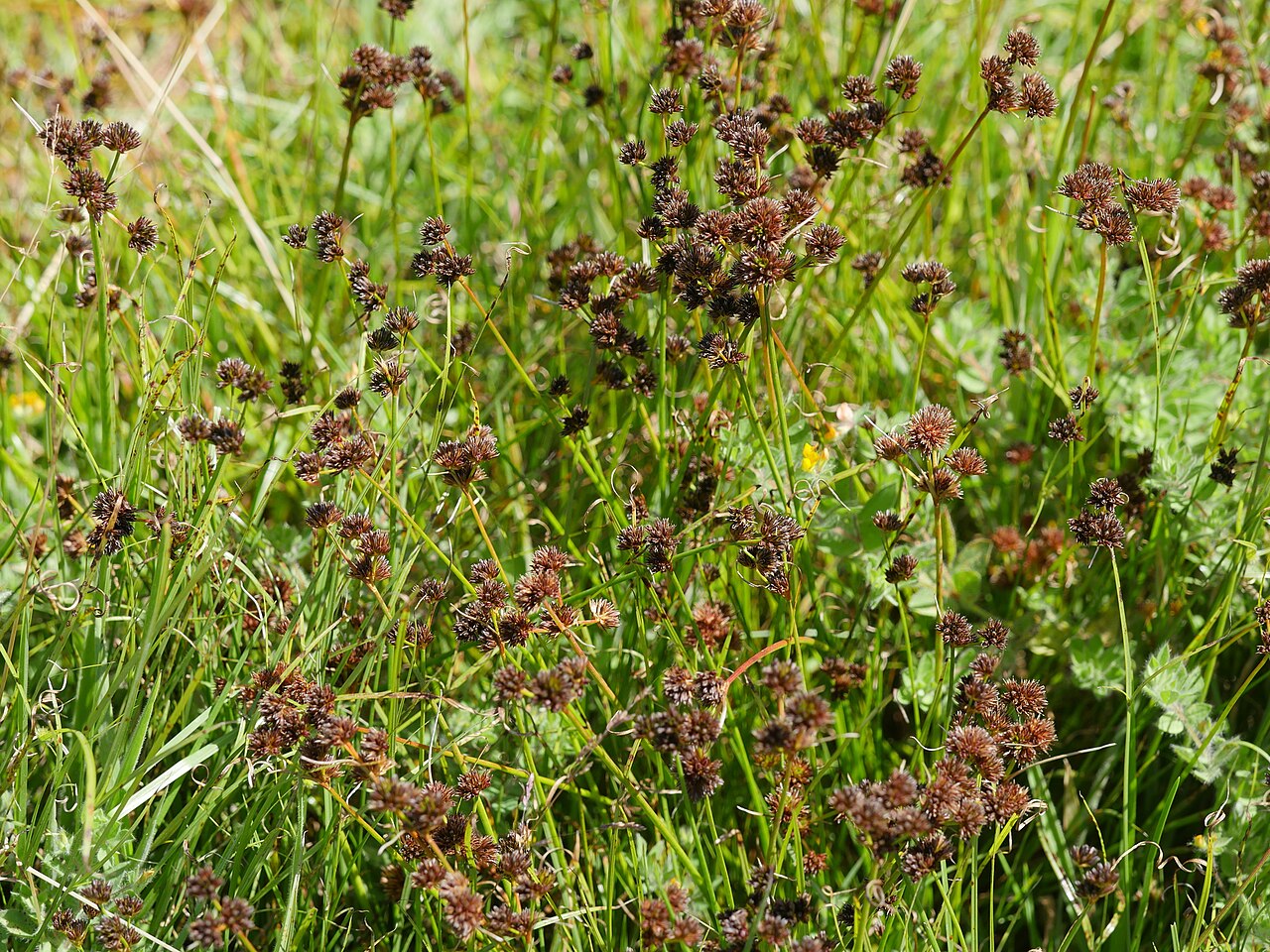 Juncus sonderianus: Garden Route Rush ( Juncus sonderianus ) in New Zealand