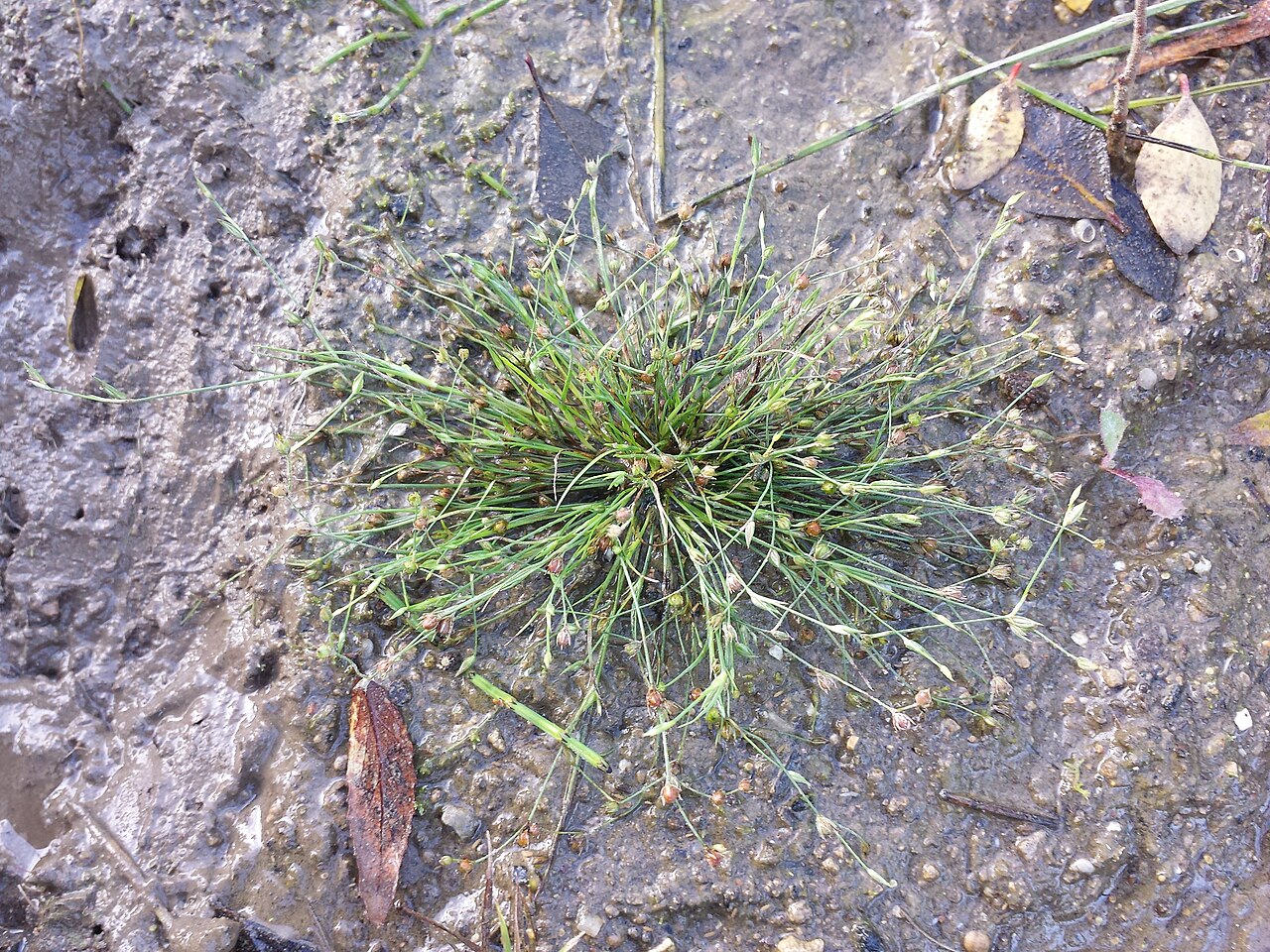 Juncus sphaerocarpus: Habitus Taxonym: Juncus sphaerocarpus ss Fischer et al. EfÖLS 2008 ISBN 978-3-85474-187-9 Location: pond near Michelstetten, district Mistelbach, Lower Austria