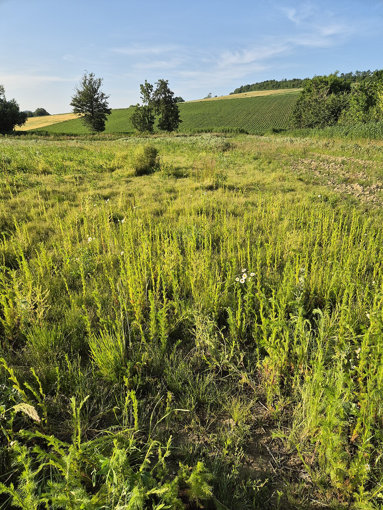 Juncus sphaerocarpus: Habitat Taxonym: Juncus bufonius and Juncus sphaerocarpus ss Fischer et al. EfÖLS 2008 ISBN 978-3-85474-187-9 Location: northeast of Weinsteig, district Korneub