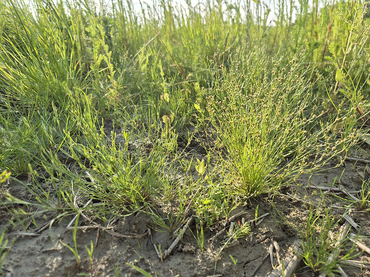 Juncus sphaerocarpus: Habitus Taxonym: Juncus bufonius and Juncus sphaerocarpus ss Fischer et al. EfÖLS 2008 ISBN 978-3-85474-187-9 Location: northeast of Weinsteig, district Korneub