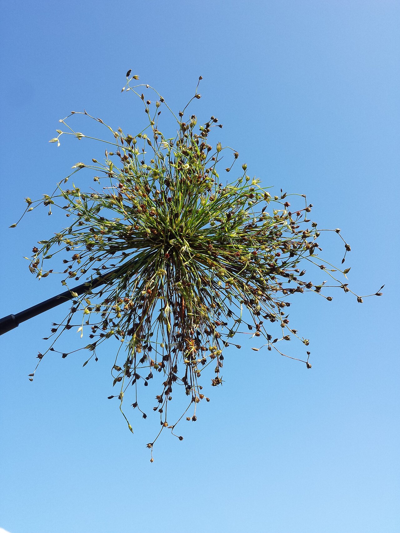 Juncus sphaerocarpus: Habitus Taxonym: Juncus sphaerocarpus ss Fischer et al. EfÖLS 2008 ISBN 978-3-85474-187-9 Location: pond near Michelstetten, district Mistelbach, Lower Austria