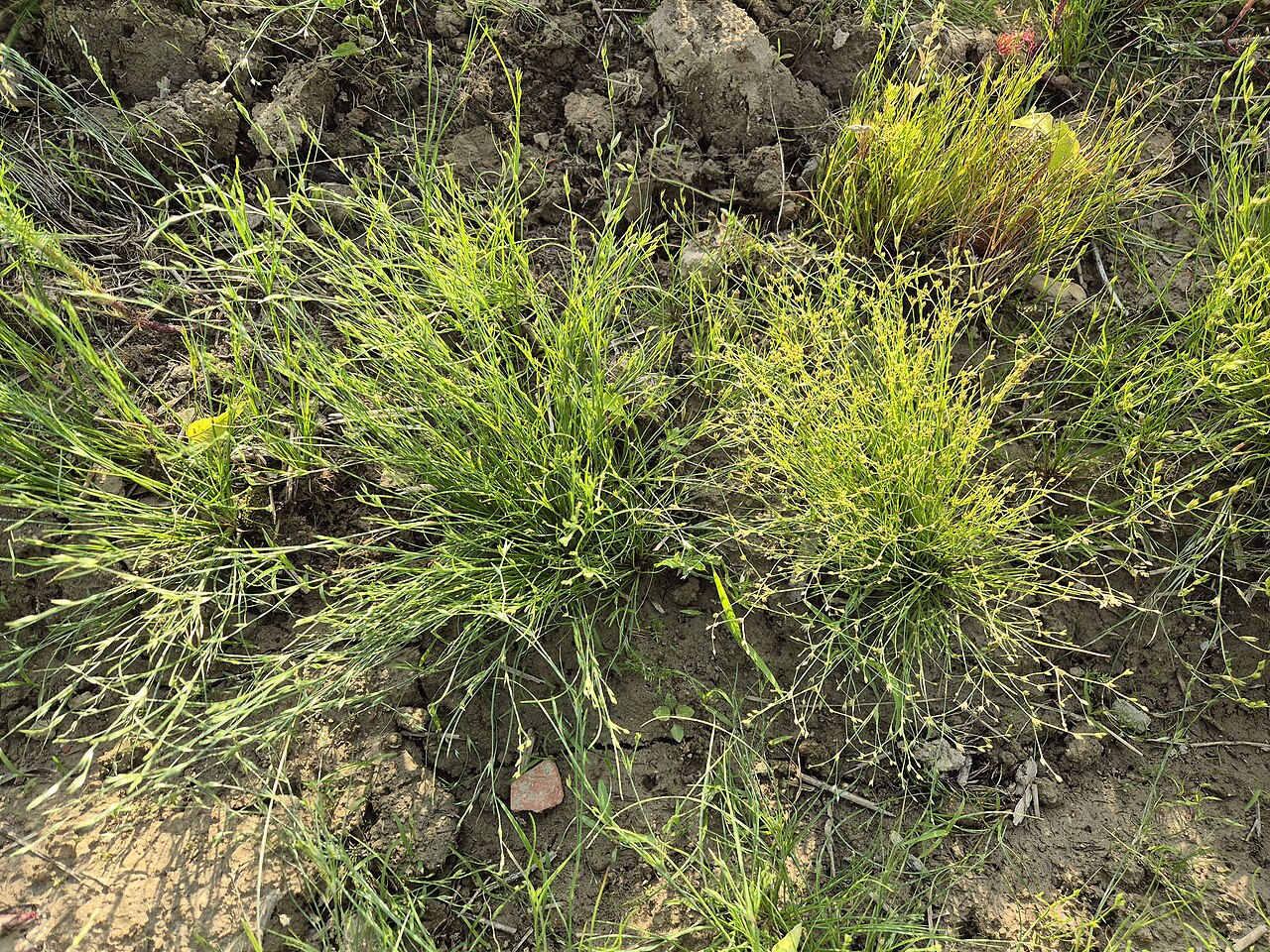 Juncus sphaerocarpus: Habitus Taxonym: Juncus bufonius and Juncus sphaerocarpus ss Fischer et al. EfÖLS 2008 ISBN 978-3-85474-187-9 Location: northeast of Weinsteig, district Korneub