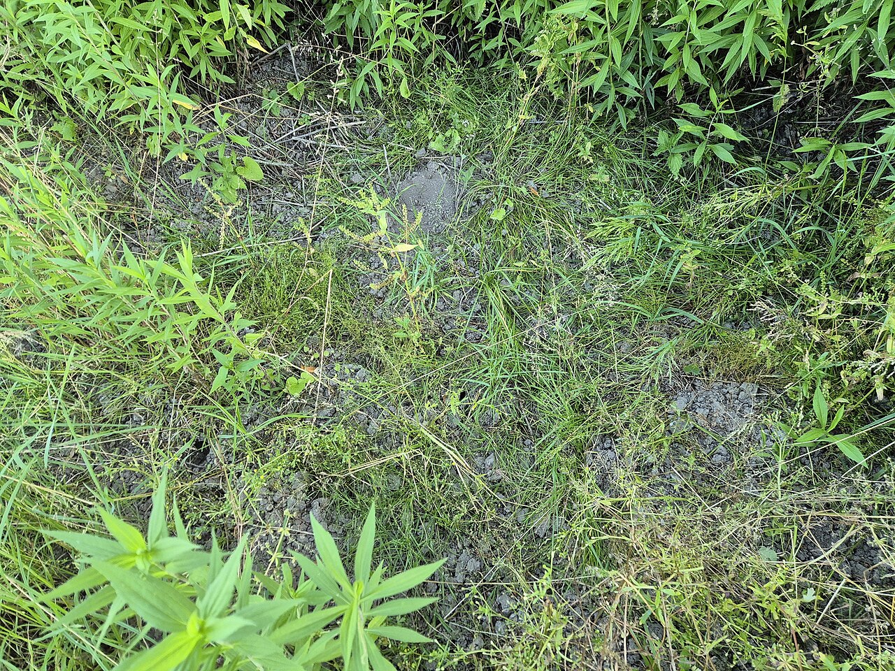 Juncus sphaerocarpus: Habitus Taxonym: Juncus sphaerocarpus ss Fischer et al. EfÖLS 2008 ISBN 978-3-85474-187-9 Location: east of Oberolberndorf, district Korneuburg, Lower Austria -