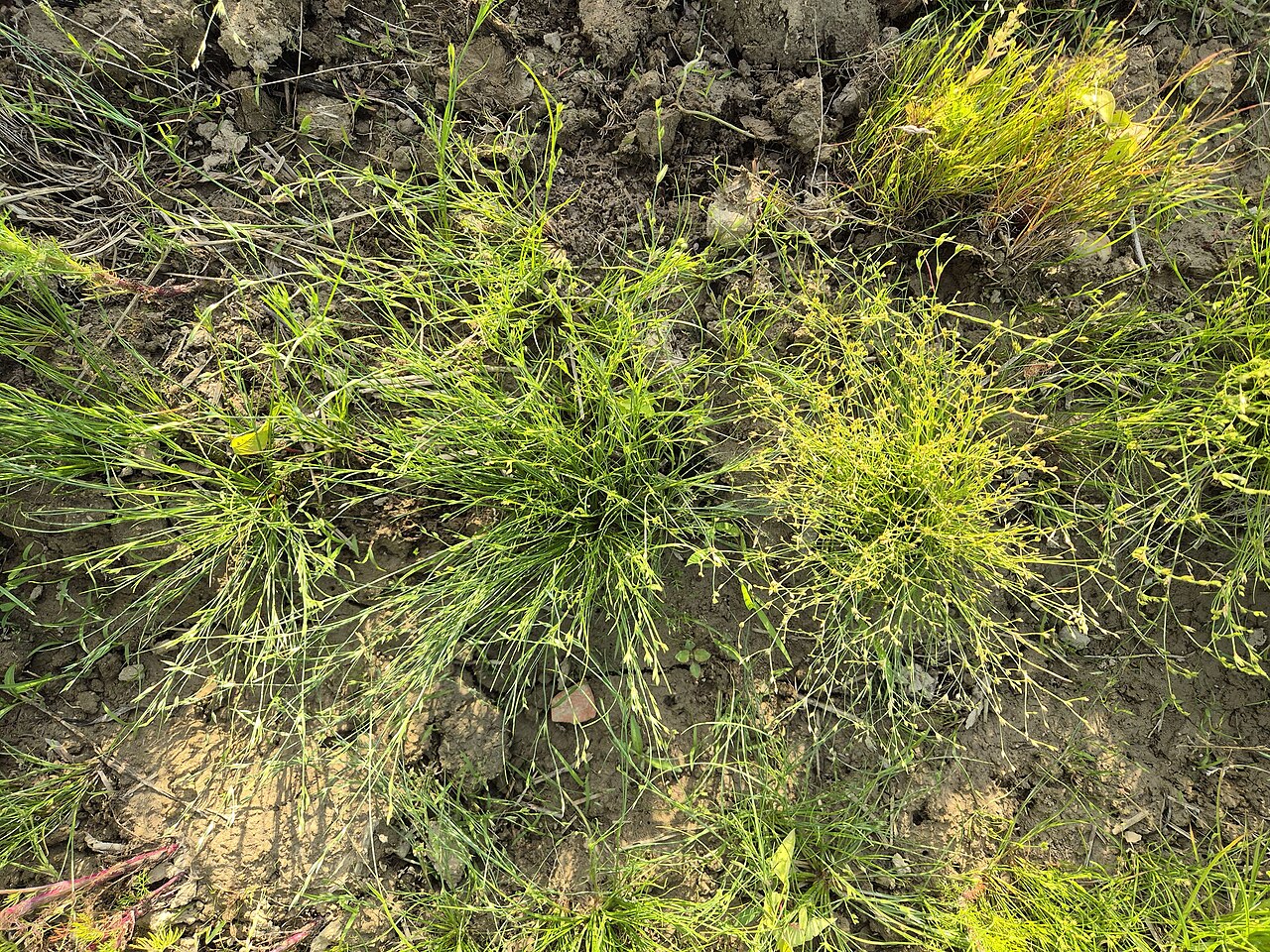 Juncus sphaerocarpus: Habitus Taxonym: Juncus bufonius and Juncus sphaerocarpus ss Fischer et al. EfÖLS 2008 ISBN 978-3-85474-187-9 Location: northeast of Weinsteig, district Korneub