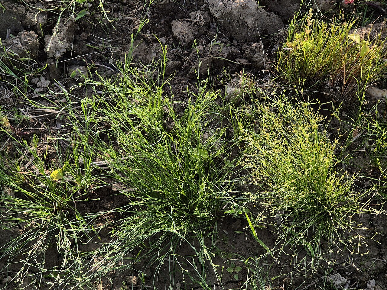 Juncus sphaerocarpus: Habitus Taxonym: Juncus bufonius and Juncus sphaerocarpus ss Fischer et al. EfÖLS 2008 ISBN 978-3-85474-187-9 Location: northeast of Weinsteig, district Korneub