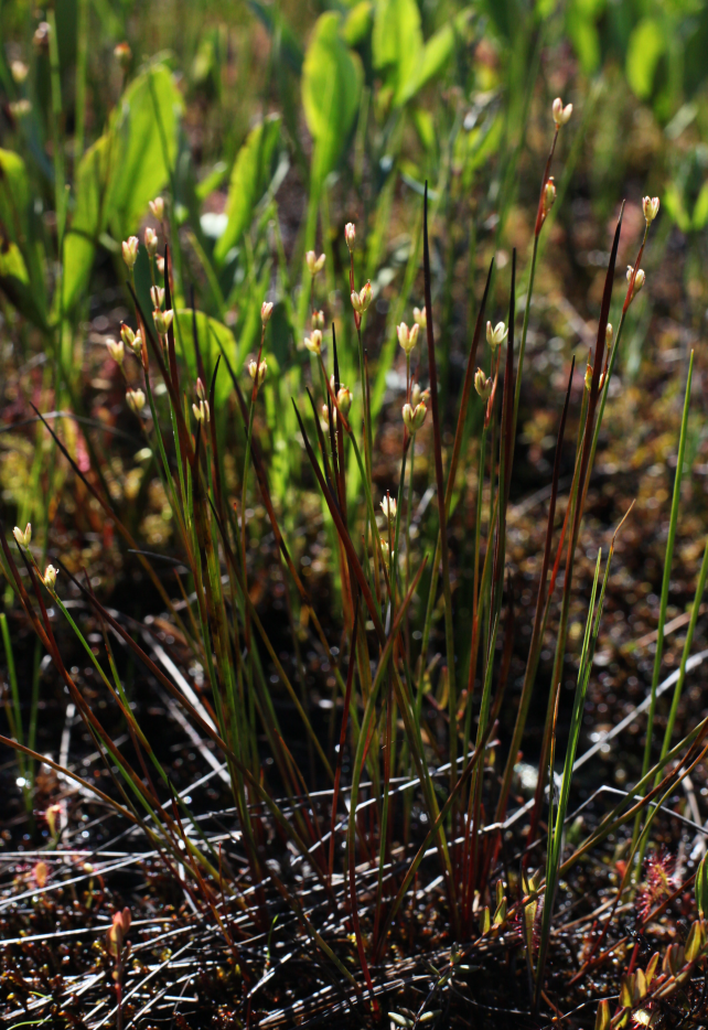 Moor rush: Juncus stygius in Beloyarsky district, Khanty-Mansi Autonomous Okrug, Russia
