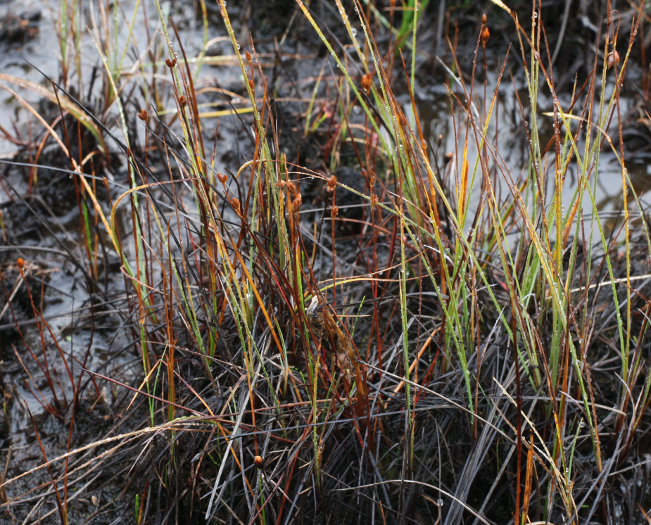 Moor rush: Juncus stygius in Beloyarsky district, Khanty-Mansi Autonomous Okrug, Russia