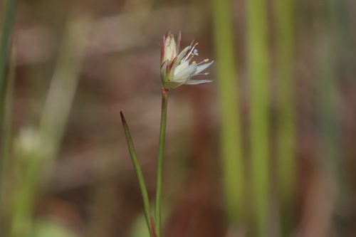Moor rush (Juncus stygius)