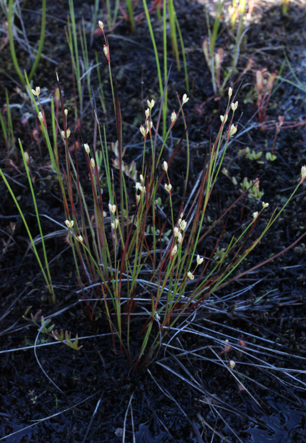 Moor rush: Juncus stygius in Beloyarsky district, Khanty-Mansi Autonomous Okrug, Russia