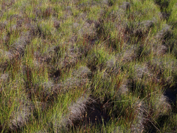 Moor rush: Juncus stygius in Beloyarsky district, Khanty-Mansi Autonomous Okrug, Russia