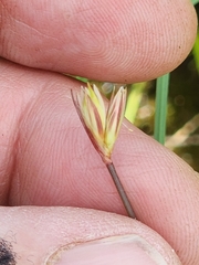 Moor rush (Juncus stygius)