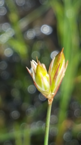 Moor rush (Juncus stygius)
