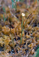 Moor rush (Juncus stygius)