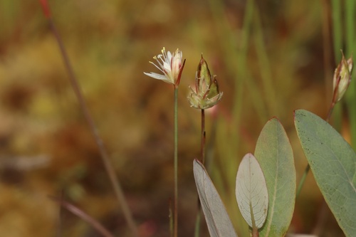 Moor rush (Juncus stygius)