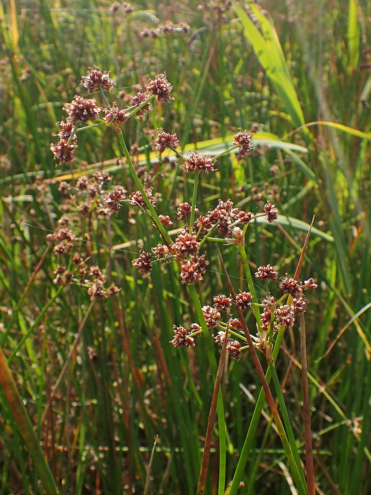 Blunt-flowered rush: Juncus subnodulosus on Miedwie Lake near Turze, NW Poland