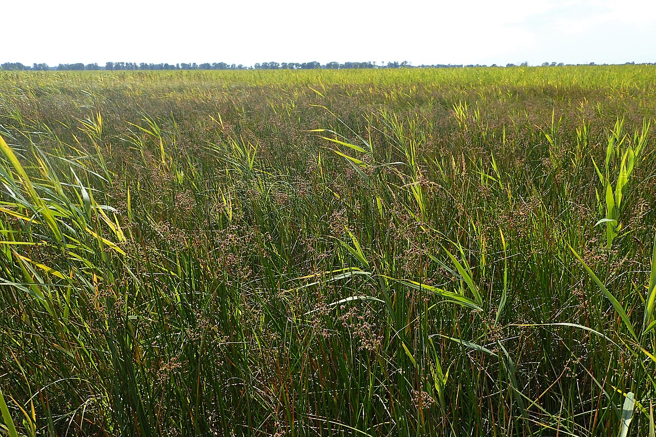 Blunt-flowered rush: Juncus subnodulosus on Miedwie Lake near Turze, NW Poland