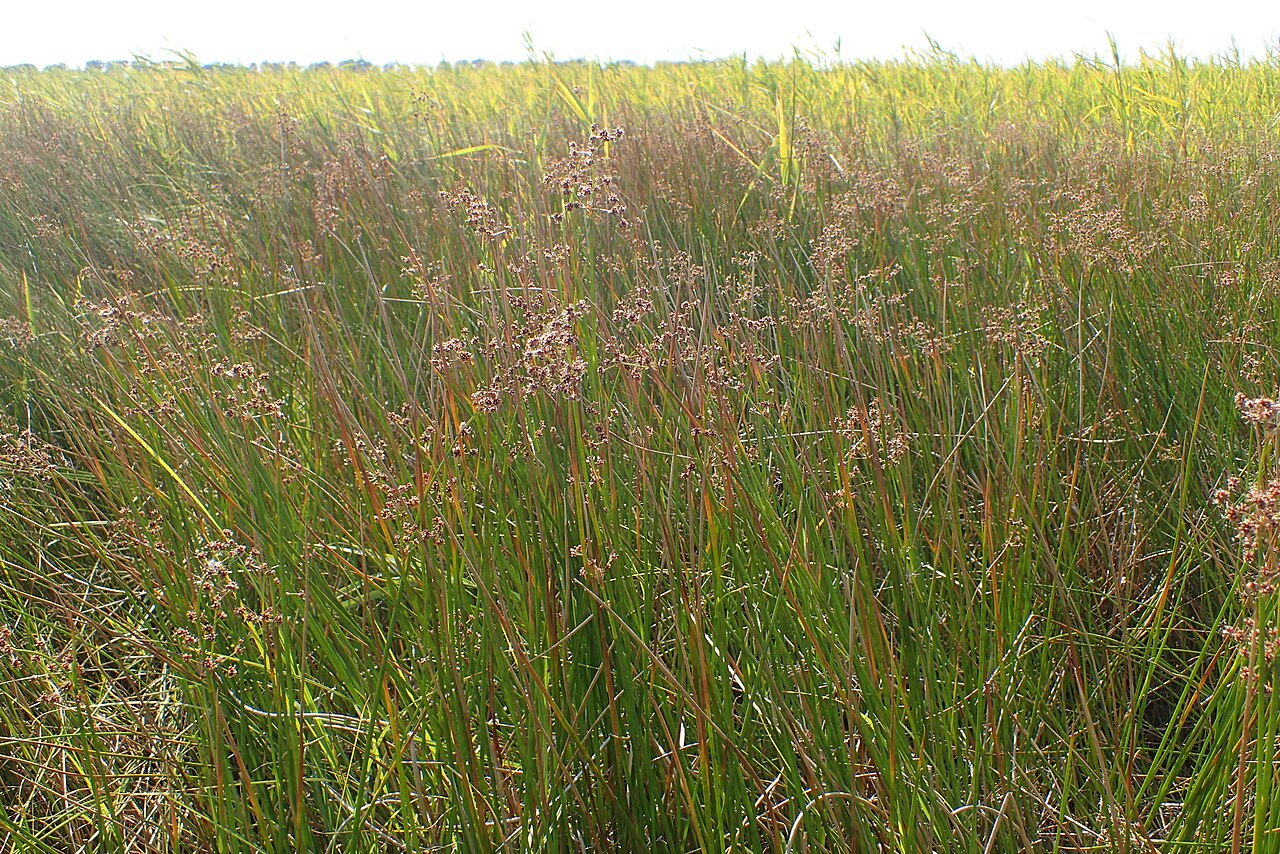 Blunt-flowered rush: Juncus subnodulosus on Miedwie Lake near Turze, NW Poland