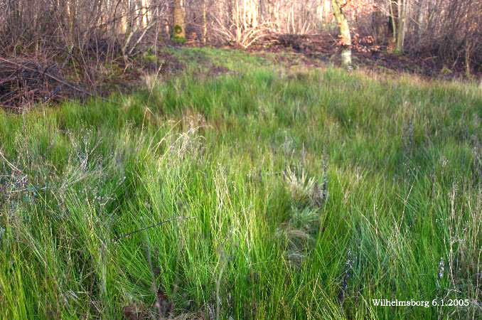 Blunt-flowered rush (Juncus subnodulosus)