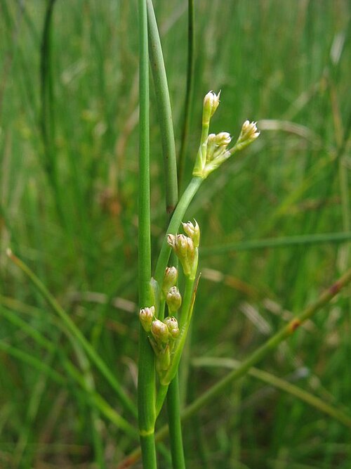 Blunt-flowered rush: Stumpfblütige Binse Juncus subnodulosus , Warnow-Wiesen bei Rostock