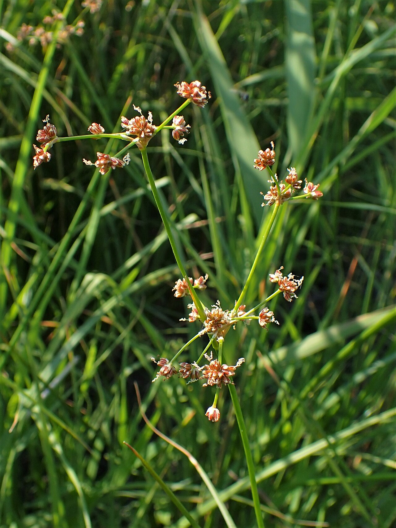 Blunt-flowered rush: Juncus subnodulosus on Miedwie Lake near Turze, NW Poland