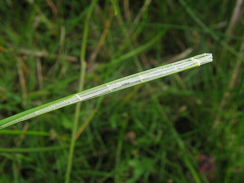Blunt-flowered rush: gekammertes Mark der Stumpfblütigen Binse Juncus subnodulosus , Warnow-Wiesen bei Rostock