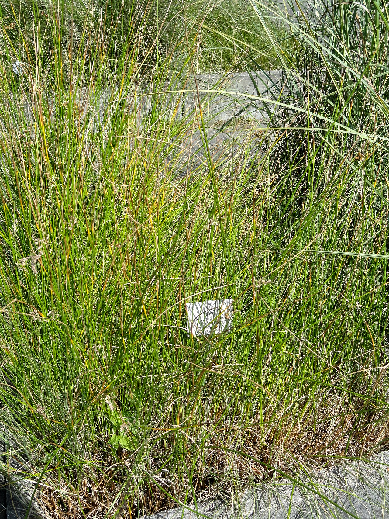 Blunt-flowered rush: Botanical specimen in the Botanischer Garten, Frankfurt am Main, located at Siesmayerstraße 72, Frankfurt am Main, Germany.
