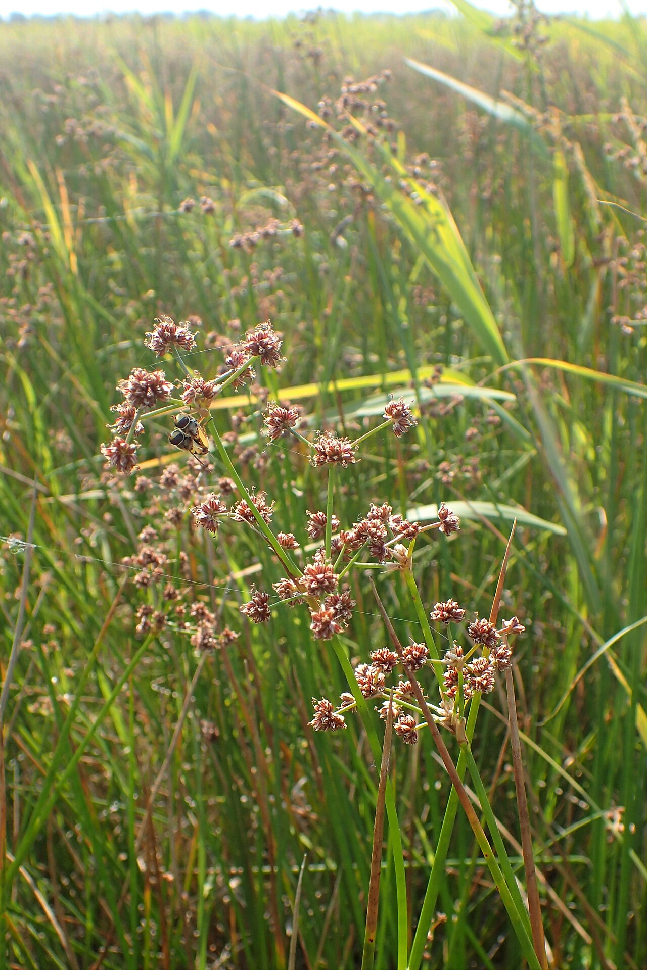 Blunt-flowered rush: Juncus subnodulosus on Miedwie Lake near Turze, NW Poland