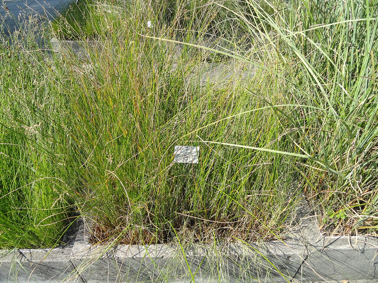 Blunt-flowered rush: Botanical specimen in the Botanischer Garten, Frankfurt am Main, Germany.