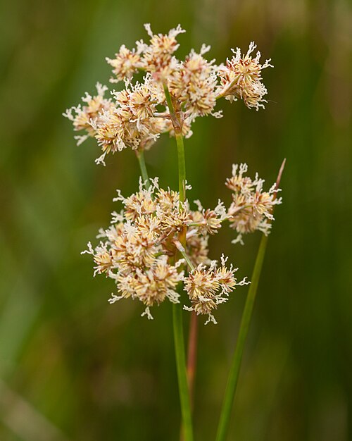 Blunt-flowered rush: Juncus subnodulosus - trubbtåg-4374