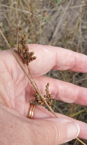 Juncus subsecundus (Juncus subsecundus)