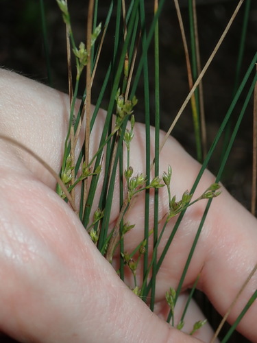 Juncus subsecundus (Juncus subsecundus)