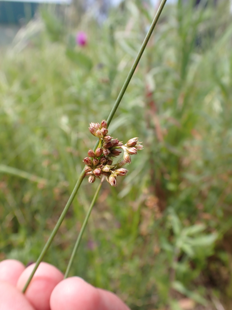 Juncus subsecundus (Juncus subsecundus)