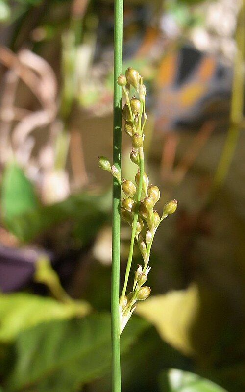 Juncus subsecundus: Juncus spp. possibly Juncus subsecundus. Chatswood West, NSW, Australia