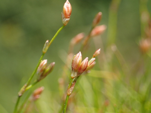 Greater creeping rush (Juncus subtilis)