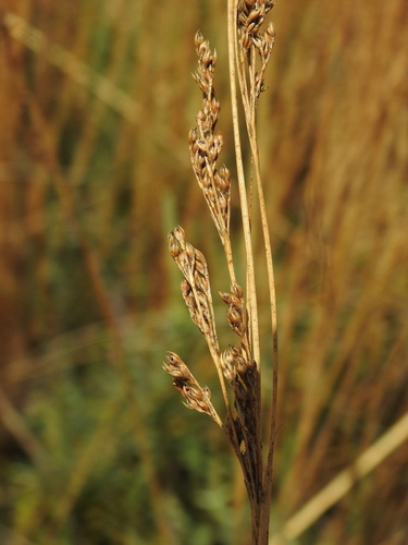 Juncus subulatus (Juncus subulatus)
