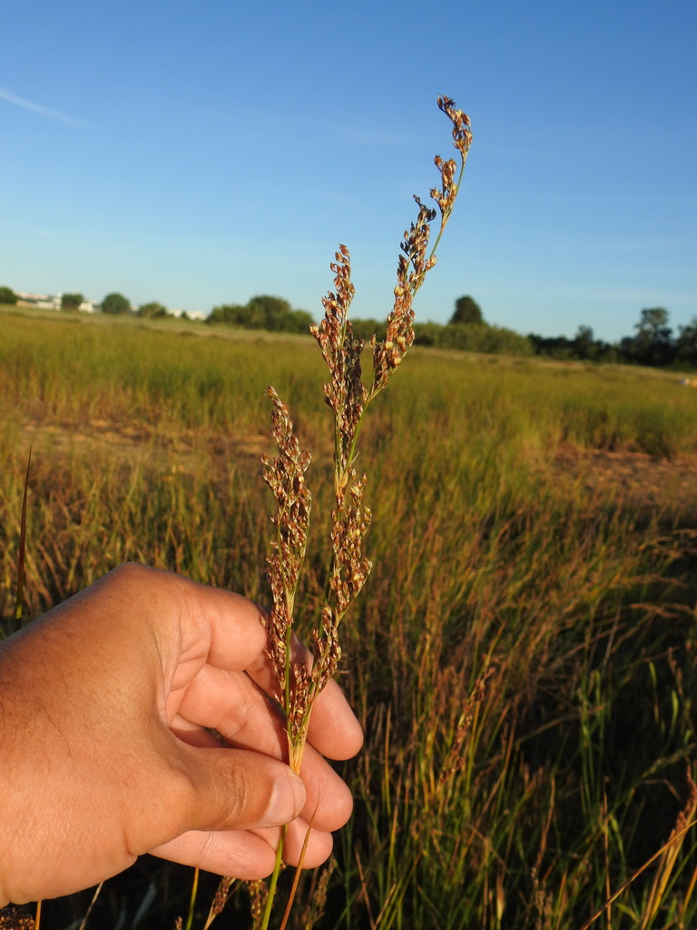Juncus subulatus (Juncus subulatus)