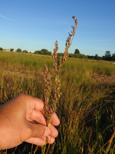 Juncus subulatus (Juncus subulatus)