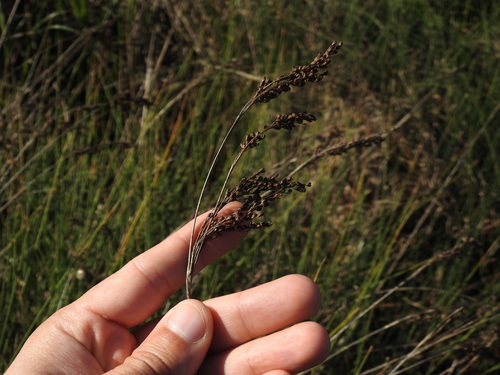 Juncus subulatus (Juncus subulatus)