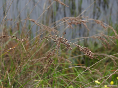 Juncus subulatus (Juncus subulatus)