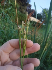 Juncus subulatus (Juncus subulatus)